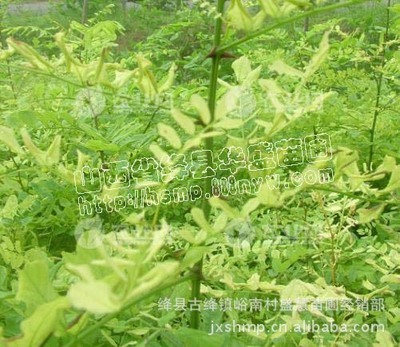 特供山西优质葡萄苗、石榴苗、皂角苗、花椒苗——原产地特产网推荐农林特产