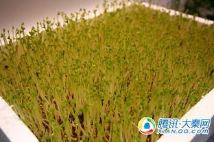 农高会上展示的各地特色产品 滋养沃土的农林珍品