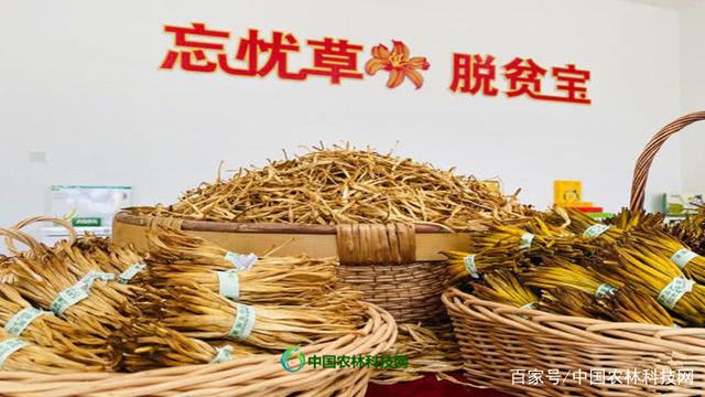 扶农助农正当时 中国农林科技网走进陕西大荔，推介地道黄花菜
