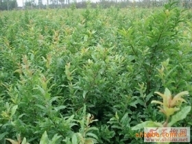 出售果石榴小果树苗 规格齐全 原产地直供助农增收